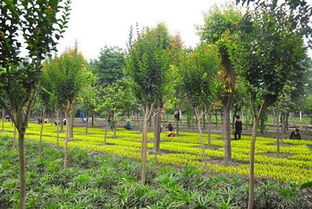 春季苗木补植提高成活率的有效方法